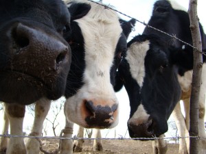 246 Vacas Moscas-5