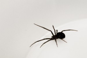 Araña viuda negra