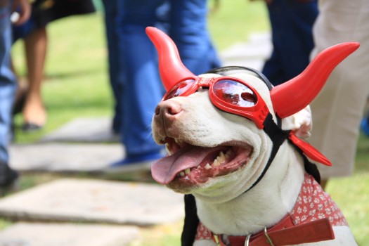 786 Animales no jugetes Vie20