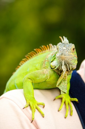 795 Mascotas Exoticas Vier27