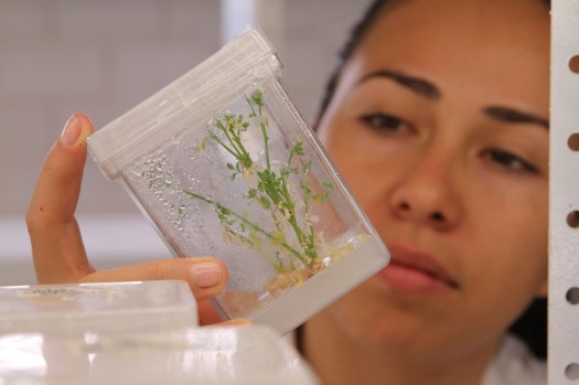 797 Moringa efectos medicinales Dom29