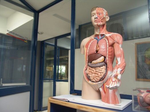 799 Genes Gastrointestinales