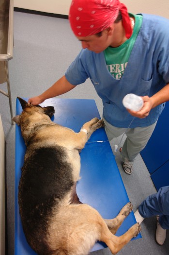 005 Crematorio H Veterinario