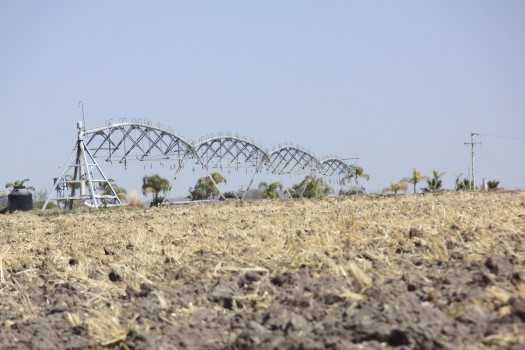 149 Insecticidas Plagas Maiz Fresa Jitomate