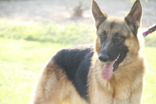 221 Royal Canin 2015