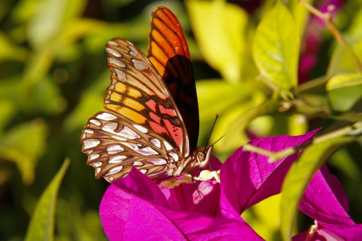 241 Reserva Biosfera Mexico