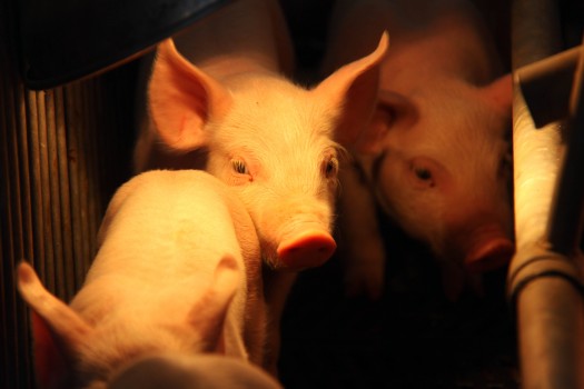 281 Enfermedades de animales por ambiente