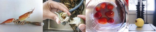 567 Obtencion Quitosano - Glucosamina