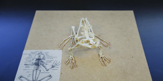 033 Reduccion Animales para Practicas-2