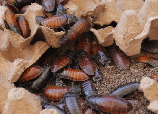 198 Cucarachas de Madagascar-1