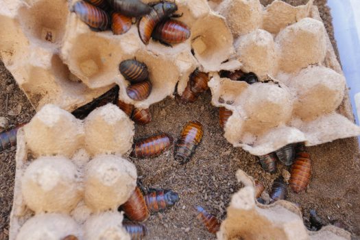 198 Cucarachas de Madagascar-2