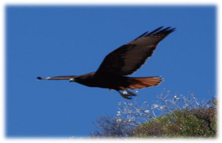 321 Aves_1