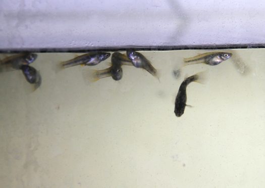 328 Peces endemicos_2