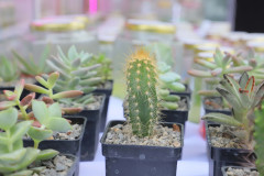 Feria-uaa-IMG_3758