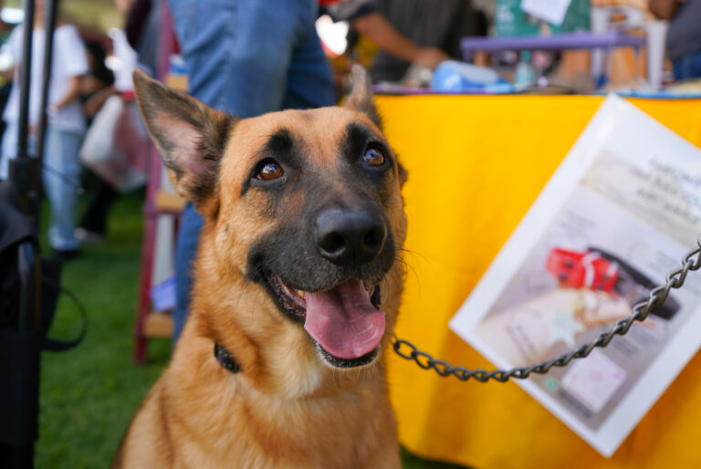 petzone-mascotas-1