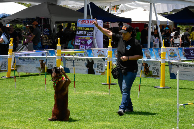 petzone-mascotas-10