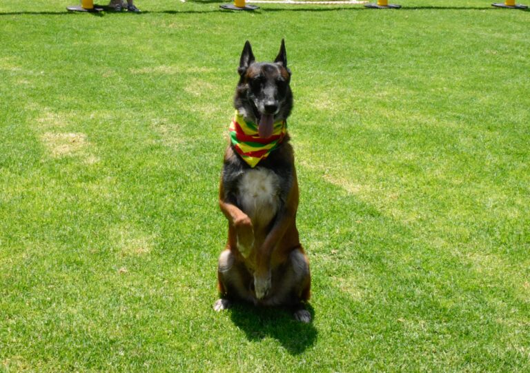 petzone-mascotas-11