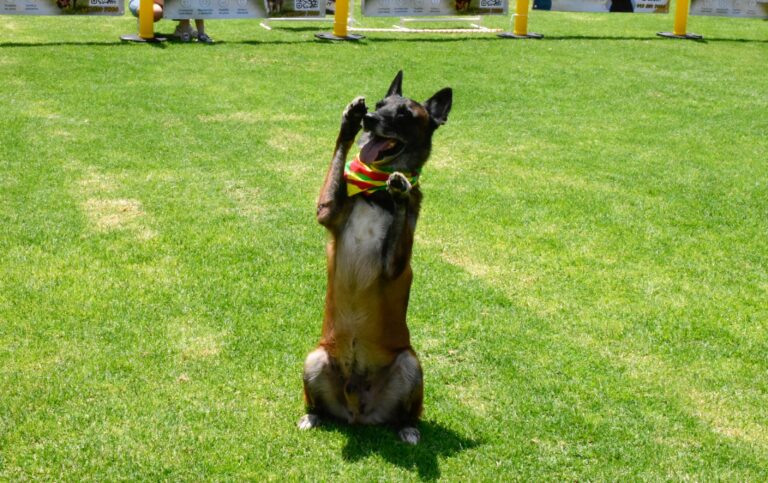 petzone-mascotas-12