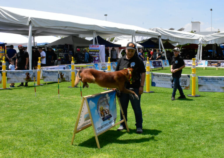 petzone-mascotas-13