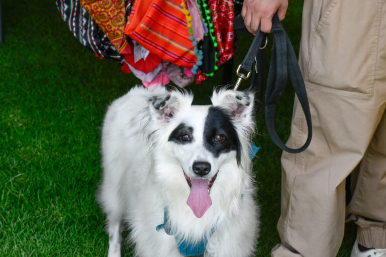 petzone-mascotas-14
