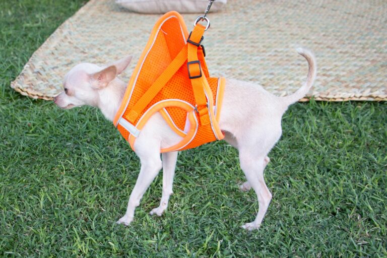 petzone-mascotas-16