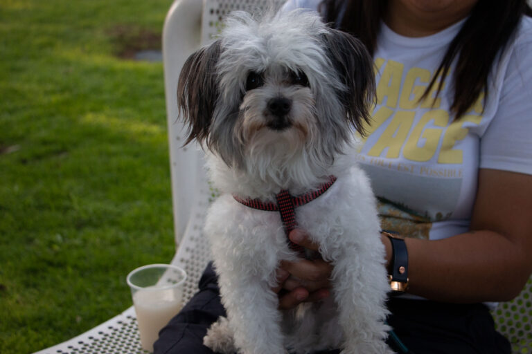 petzone-mascotas-17