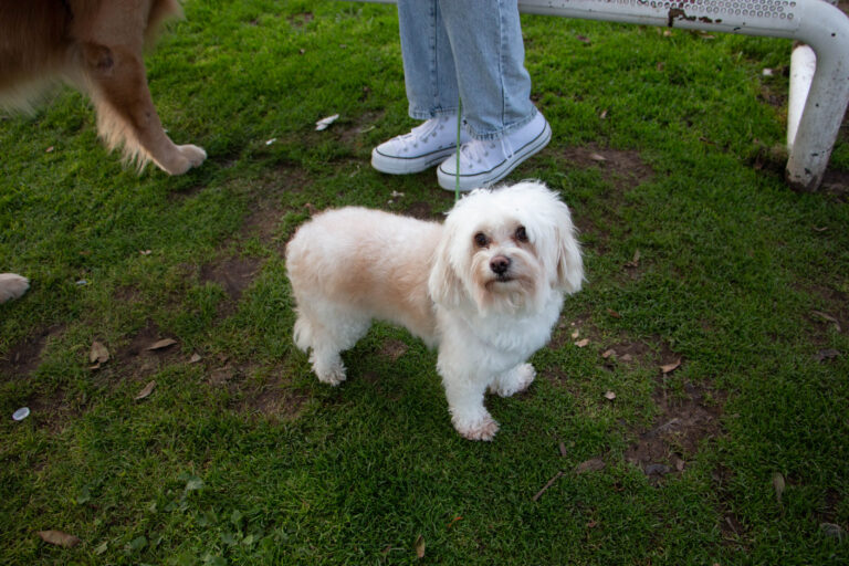 petzone-mascotas-19