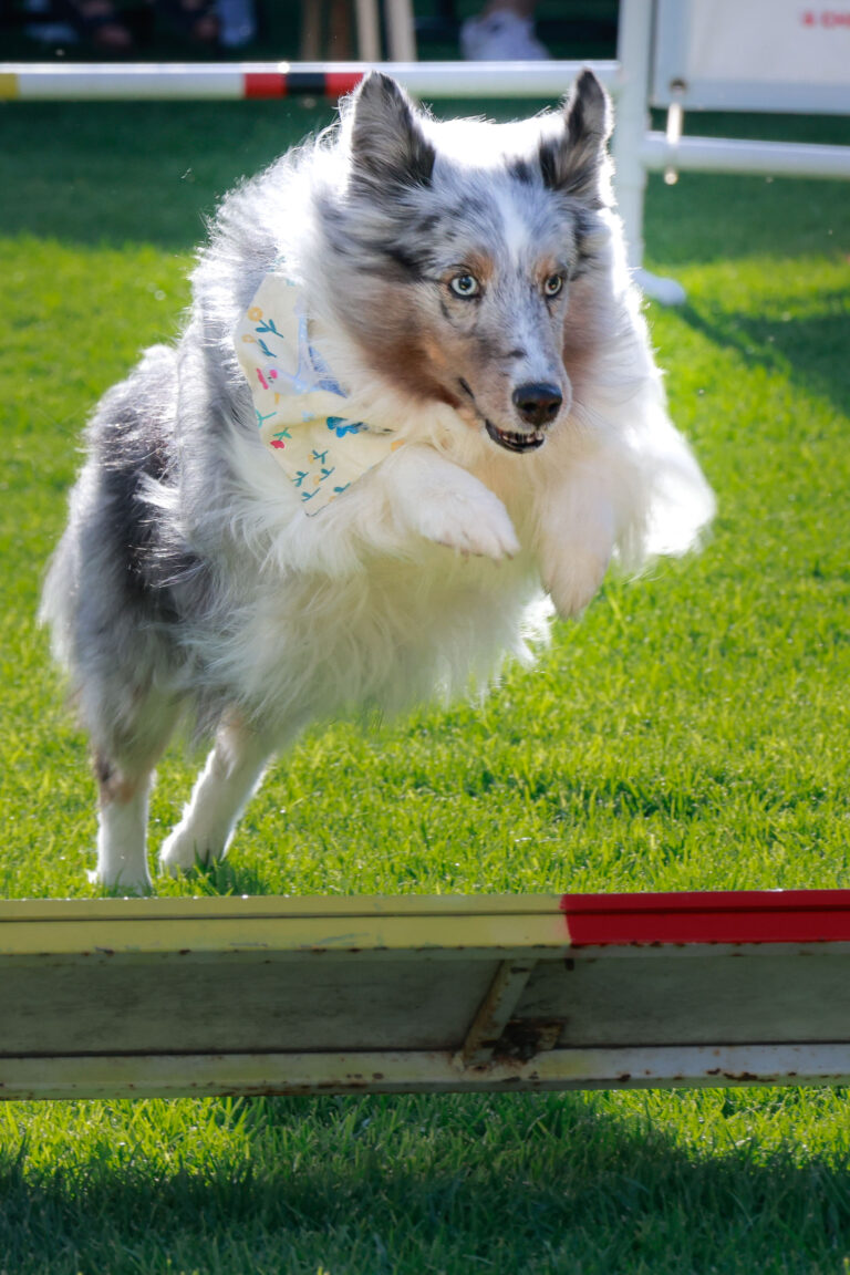 petzone-mascotas-21