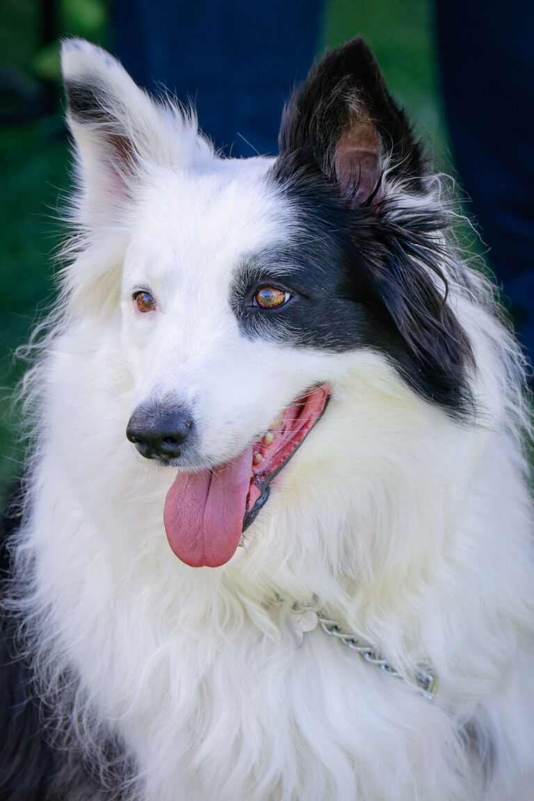 petzone-mascotas-22