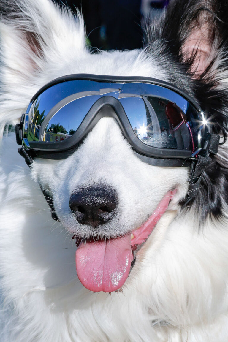 petzone-mascotas-23