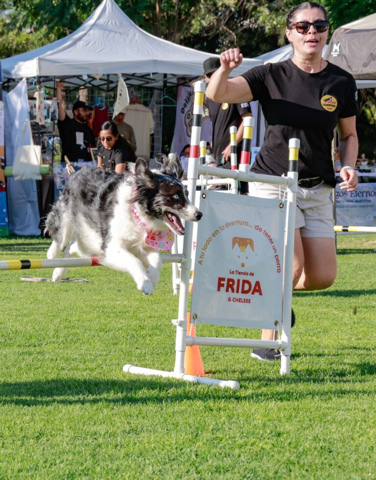 petzone-mascotas-24