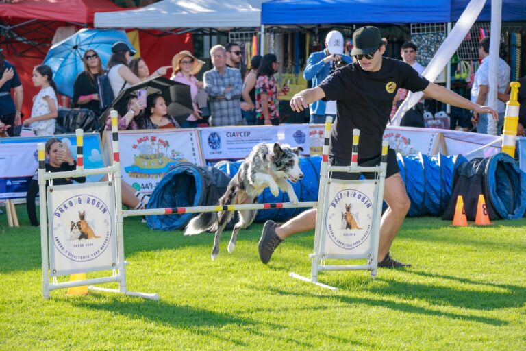 petzone-mascotas-25