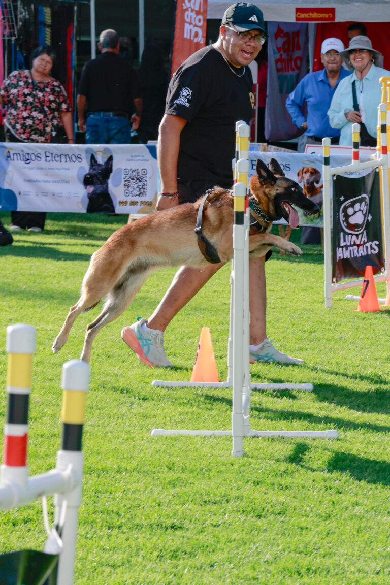 petzone-mascotas-26