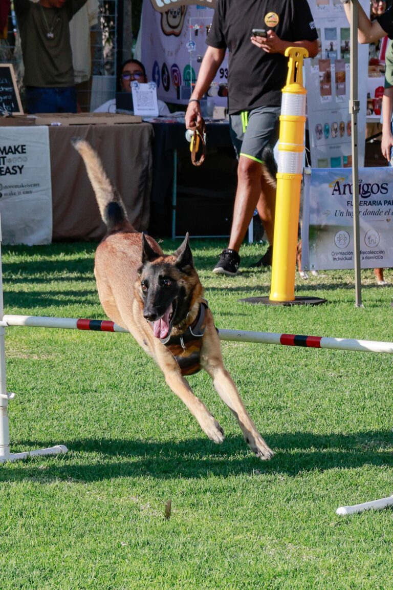 petzone-mascotas-27