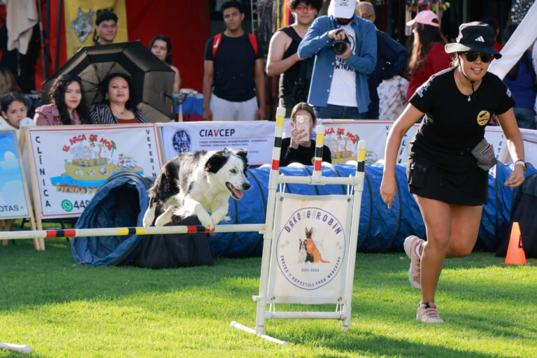 petzone-mascotas-28