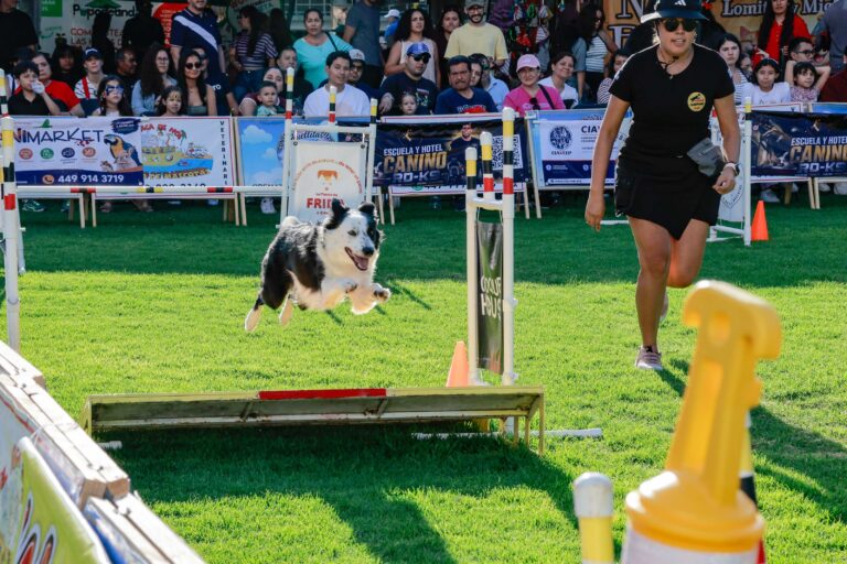 petzone-mascotas-29