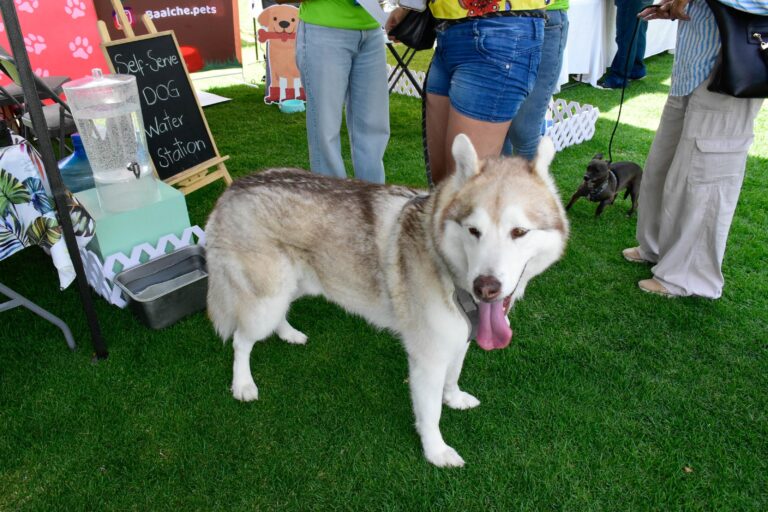 petzone-mascotas-3