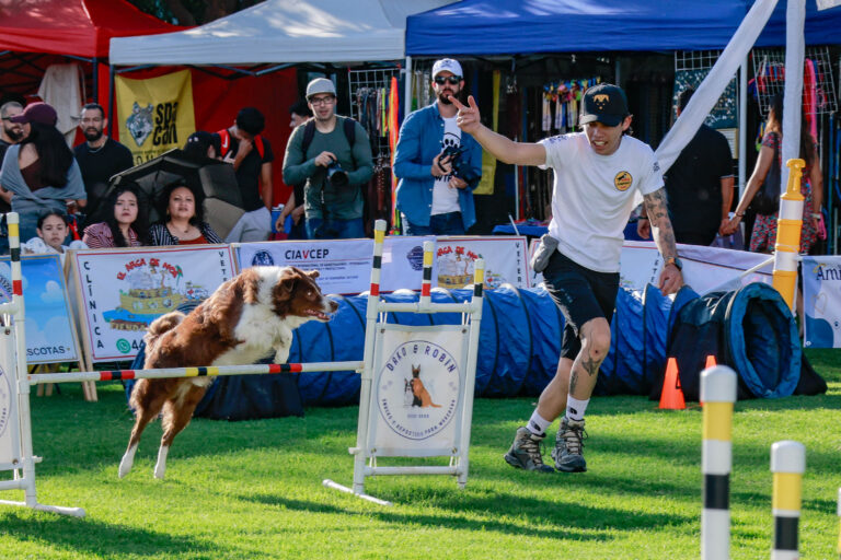 petzone-mascotas-30