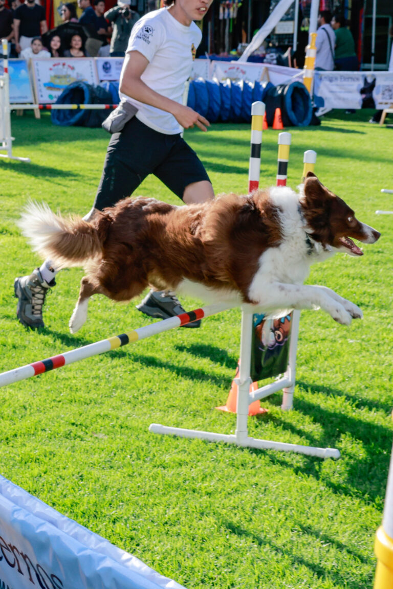 petzone-mascotas-31