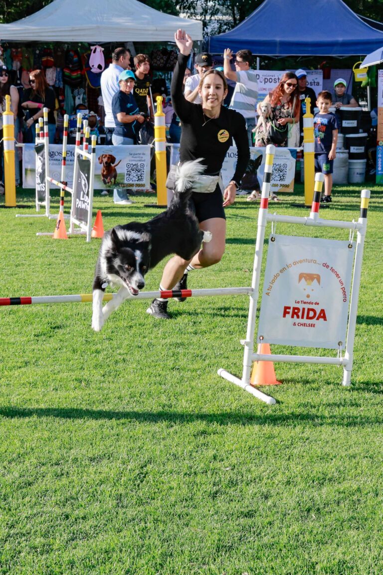 petzone-mascotas-33