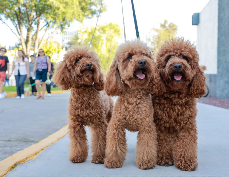 petzone-mascotas-37