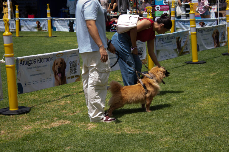 petzone-mascotas-42