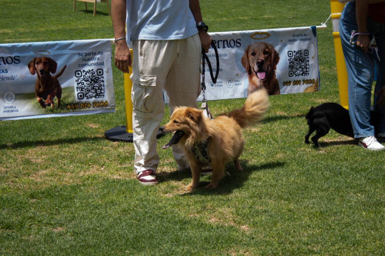 petzone-mascotas-43