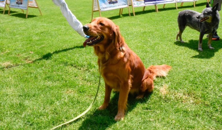 petzone-mascotas-5