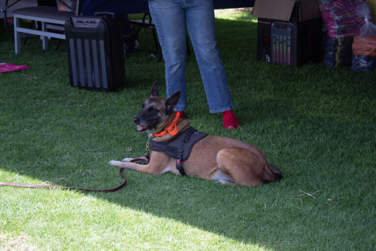 petzone-mascotas-50