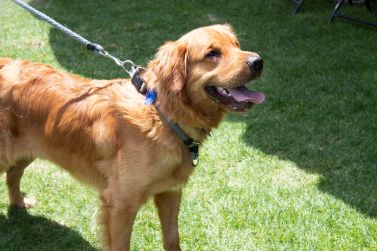 petzone-mascotas-53
