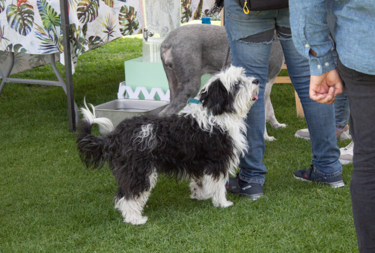 petzone-mascotas-54