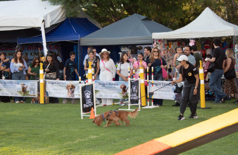 petzone-mascotas-61