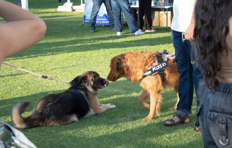 petzone-mascotas-62