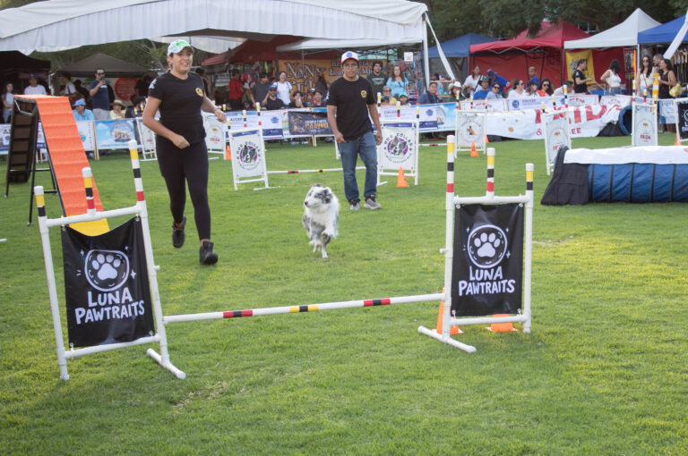petzone-mascotas-65